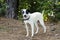 Black and white mixed breed dog