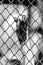 Black and white of Monkey hand touching a cage