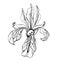 Black and white monochrome hand-drawn vector image of an iris. Sketch hand-drawn of a beautiful spring flower.