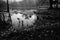 Black and white monochrome image of reflection of a palm tree over the water of a lake, full of leaves of water lilies, family