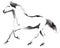 Black and white monochrome painting with water and ink draw horse illustration