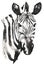 Black and white monochrome painting with water and ink draw zebra illustration