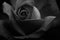 Black and white monochrome rose