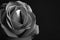 Black and white monochrome, rose flower