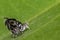 Black and white moth butterfly with defensive open wings on a le