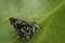 Black and white moth butterfly with defensive open wings on a le