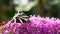 Black and white moth on lilac butterfly bush flowers close up