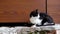 Black and white mother cat standing still looking carefully around while two kittens playing under the door try to reach her with