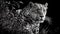 Black and White Natural wild Jaguar - Generative AI