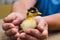 Black and white newborn duckling in the male rough hands of a farmer