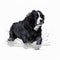 Black white Newfoundland dog