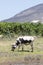 Black and White Nguni cow grazing in a pasture with grapevines, Western Cape, South Africa. This  indigenous hybrid breed is used