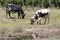 Black and White Nguni cows grazing in a pasture, Western Cape, South Africa. This is an indigenous hybrid breed used for milk and