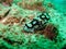 Black and White nudibranch on the coral reef in Thailand