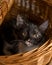 Black, white, and orange kitten lying in picnic basket