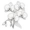 Black And White Orchid Coloring Page For Kids