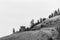 Black and white overcast summer day forest and mountains in okanagan valley British Columbia Canada