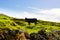 Black and White Oxen Grazing above the Clouds, Azores Rural Landscape Scene, Countryside View, Farm Animal, Cattle