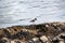 Black and white Oystercatcher bird is perched atop a large, gray rock located near a body of water