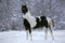 Black and white Paint Foal