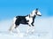 Black and white paint young irish cob stallion runs free in winter field. The winter landscape covered by snow