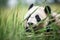 black and white panda against green bamboo