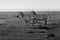 Black and white panoramic view of two Zebras standing in bush  inside Ngorongoro crater in Tanzania.