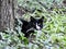 Black and White Patch on Face Cat Lurking in Greenery