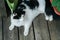 Black and white patched cat resting on a board floor. High angle