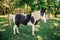 A black and white patched horse in a field in the summer