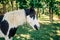 A black and white patched horse in a field in the summer