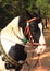 A black and white patched horse in a field in the summer profile from the side-knabstrup appaloosa horse