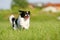 Black and white pekingese on meadow