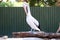 Black and white pelican