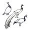 Black and white pen drawing birds peacock isolated on white