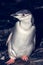 Black and white penguin in Antarctica