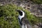 Black and white penguin sleeping standing upright on the African coast of Fynbos in South Africa