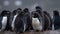 Black and white penguin waddling on ice generated by AI