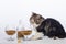 Black-and-white Persian cat, bottle cognac and two glass filled with a dry feed for cats