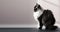 black and white persian cat portrait gray background