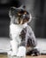 Black and white Persian cat siting on the edge of a rug on a wooden floor looking up