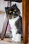 Black and white Persian cat siting on a wooden floor looking round a table leg