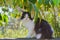 Black and white persian long hair cat sitting on wall in garden with green leaves background