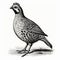 Black And White Pheasant Quail Bird Illustration