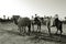 Black and white photo. African single-humped camels or dromedars