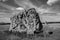 Black and white photo of ancient stone circles near the village of Avebury in Wiltshire, UK.