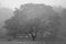 Black and white photo of a beautiful oak Quercus tree on a foggy morning in spring