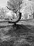 black and white photo of a curved wooden park bench in a empty lawn of grass