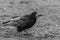 Black and white photo of a dark crow, standing on barren ground