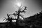 Black and white photo of dead Limber Pine with sun and sky